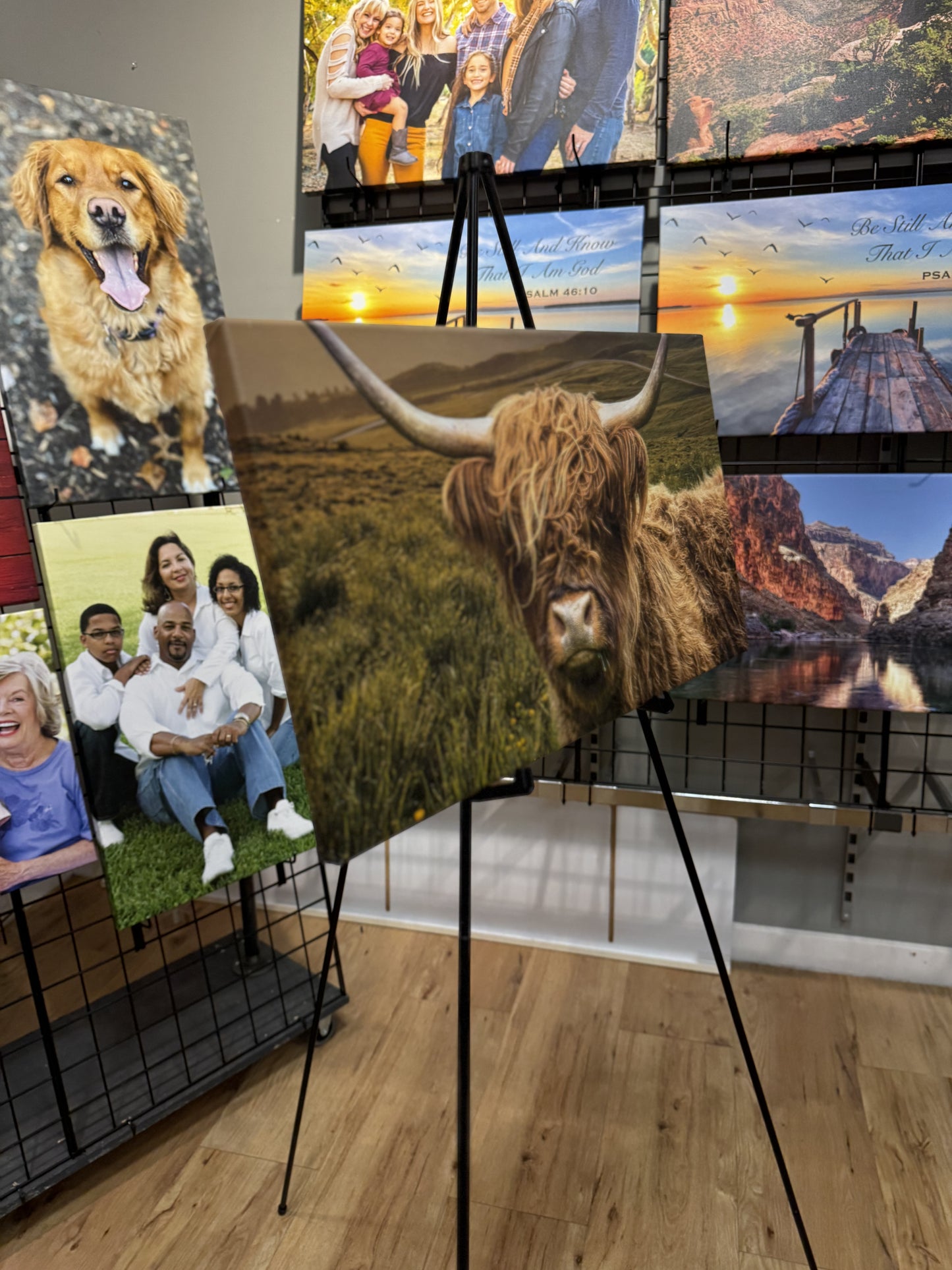 Brown Scottish Highland Cow Canvas Art Print